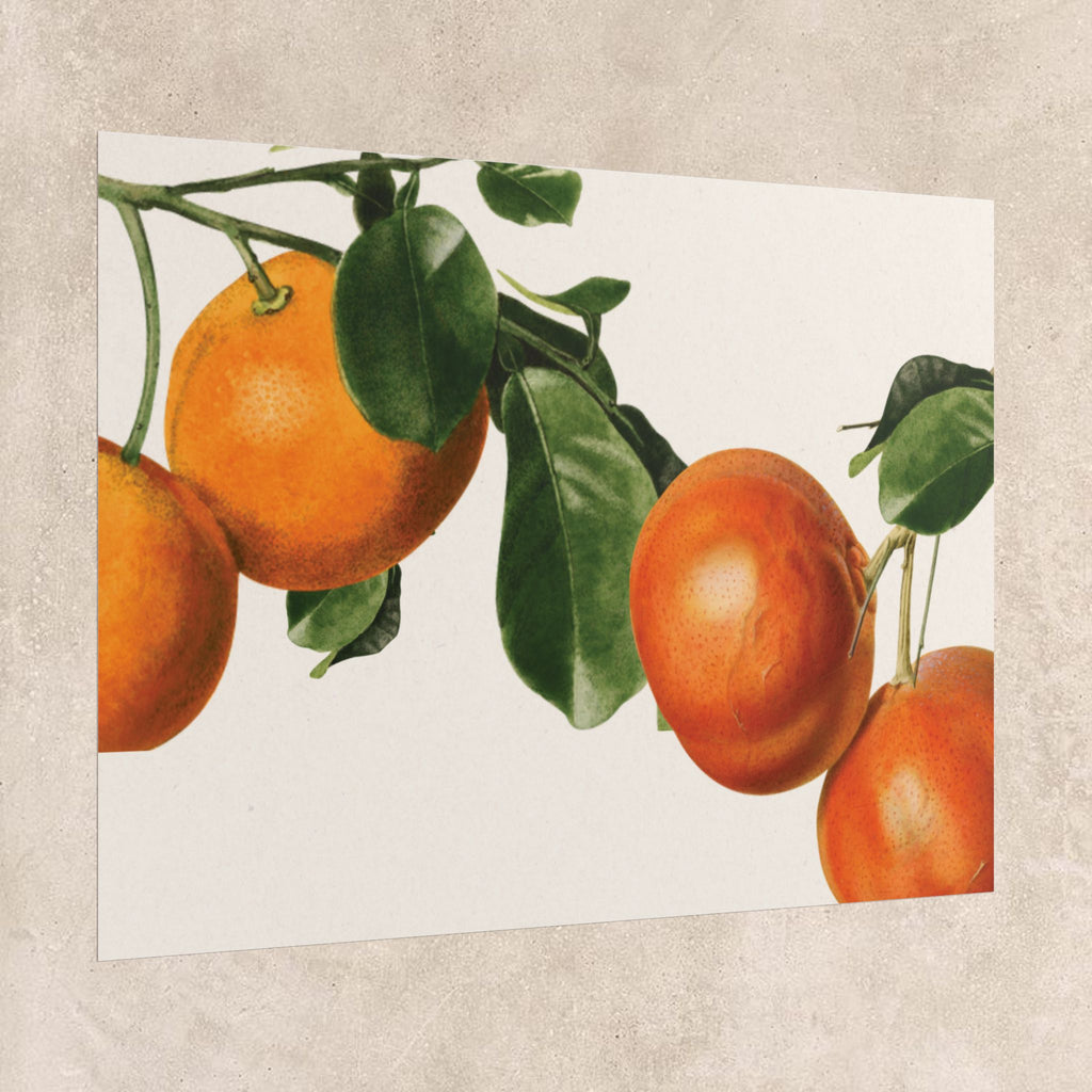 Vintage Orange Botanical Mediterranean Poster