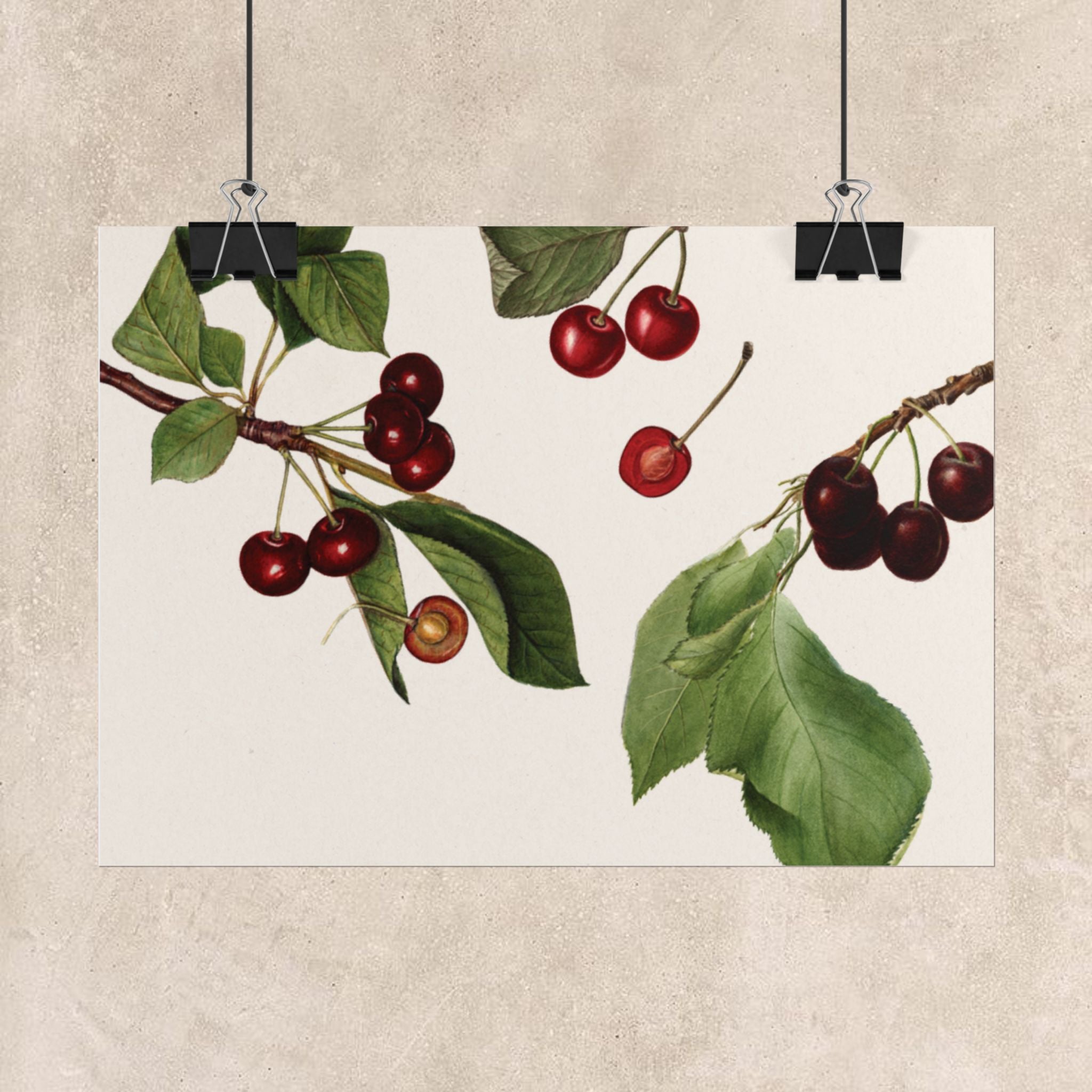 Vintage Cherry Botanical Poster