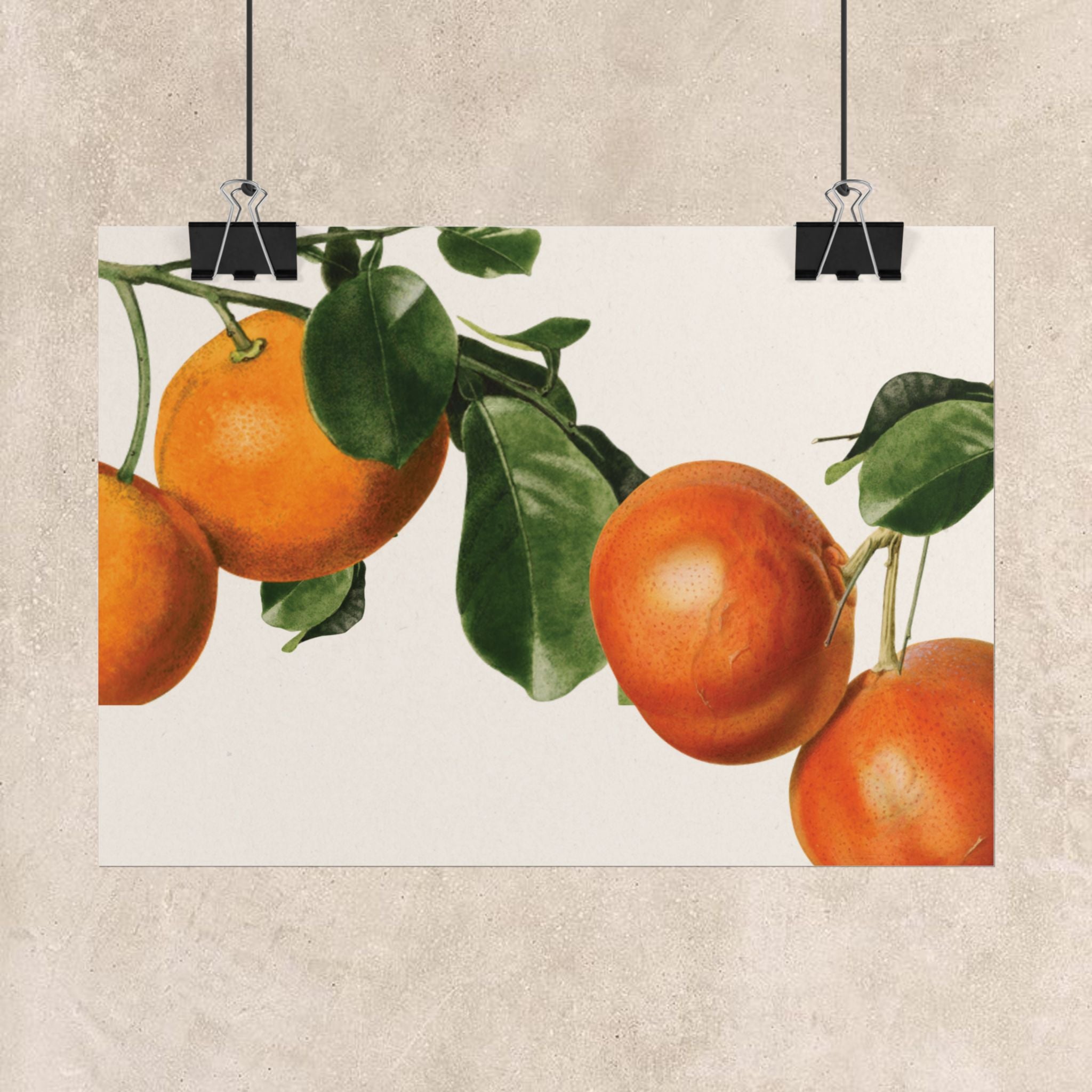 Vintage Orange Botanical Mediterranean Poster