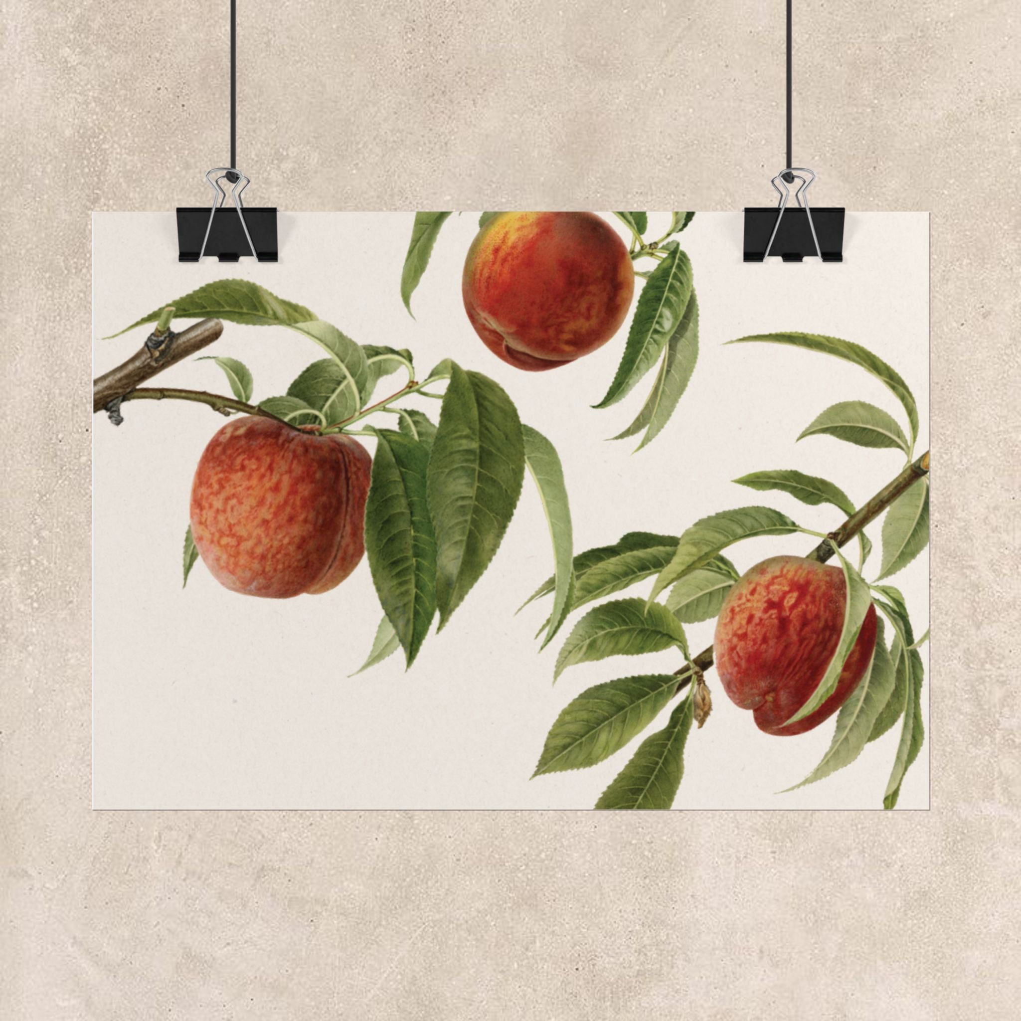 Vintage Peach Botanical Poster