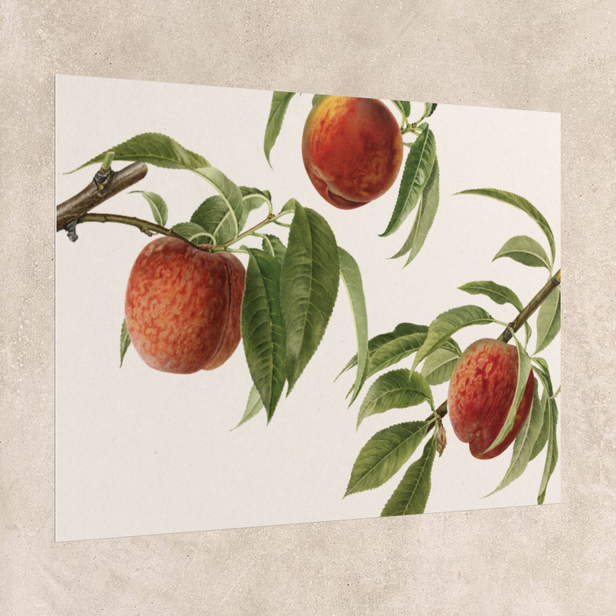 Vintage Peach Botanical Poster